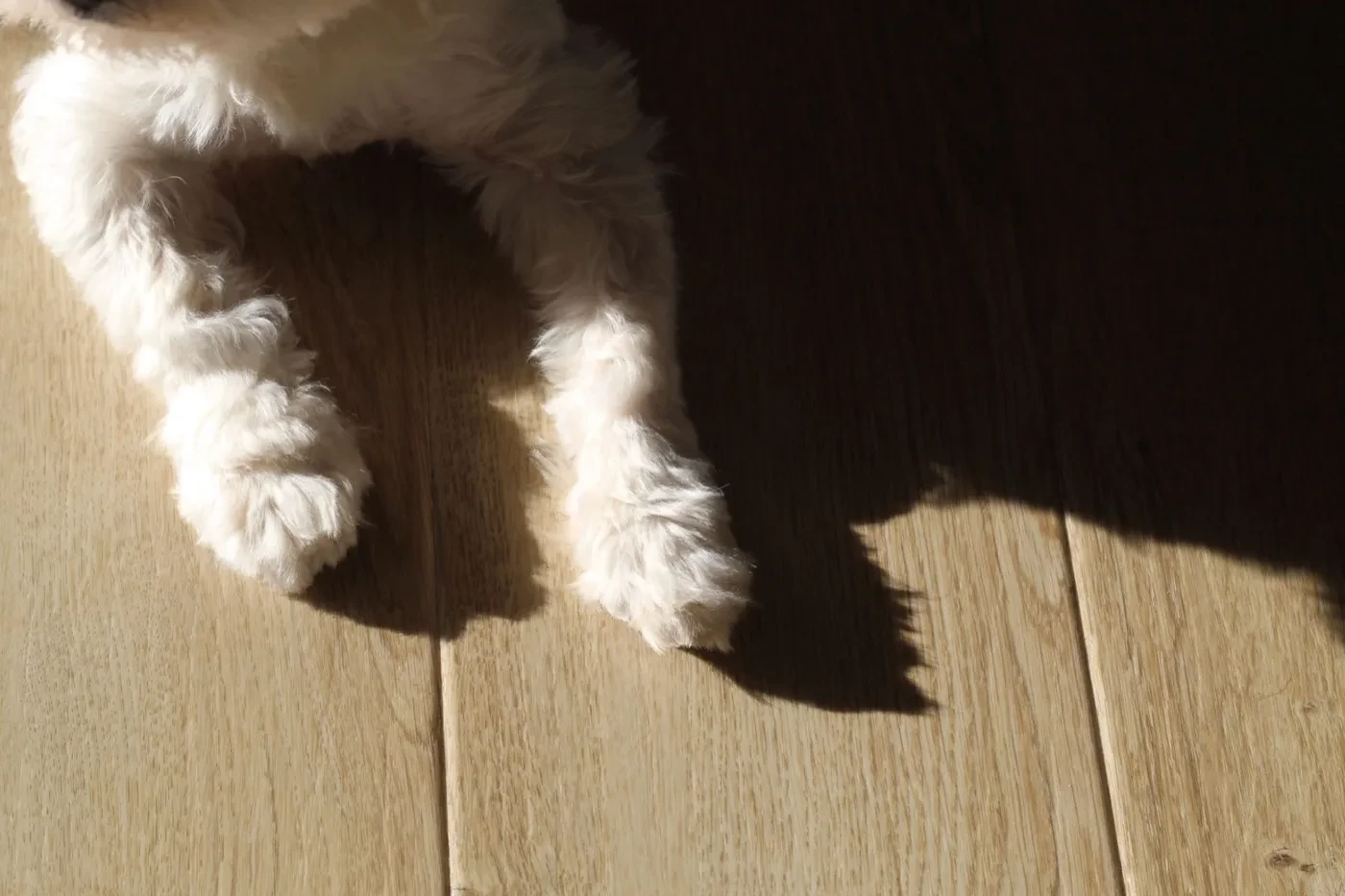 Valkoinen koira makaa aurinkoisella vinyylilattialla